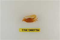 藏品(乳白南方招潮蟹)的圖片